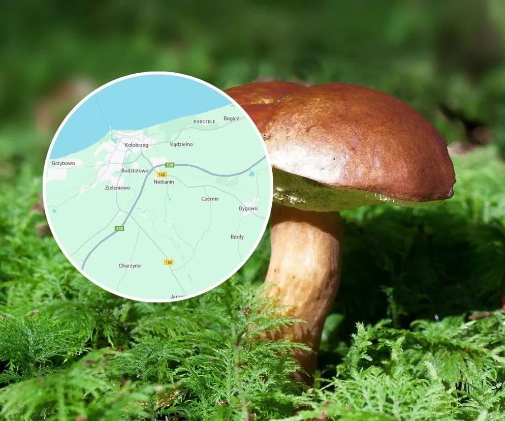 Gdzie na grzyby w Kołobrzegu? Odkryj najlepsze lokalizacje na udane grzybobranie