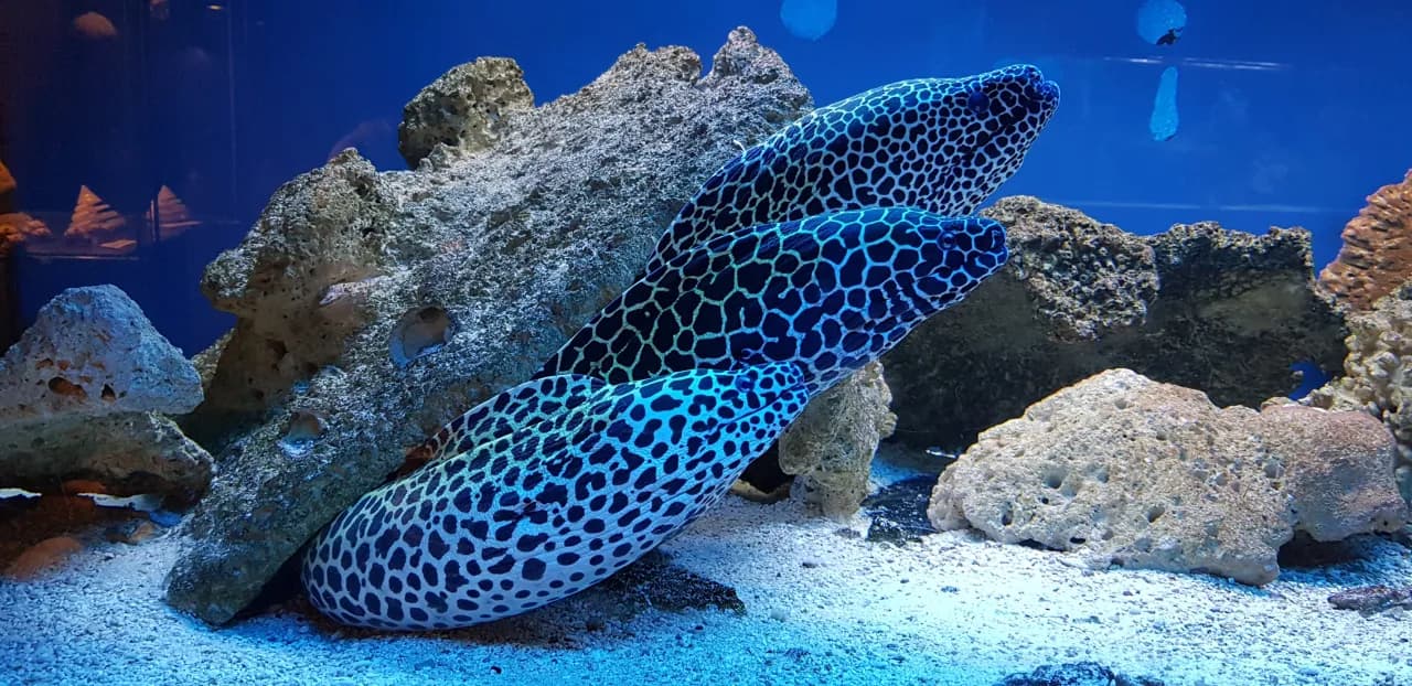 Ile kosztuje bilet do oceanarium w Kołobrzegu? Ceny i zniżki